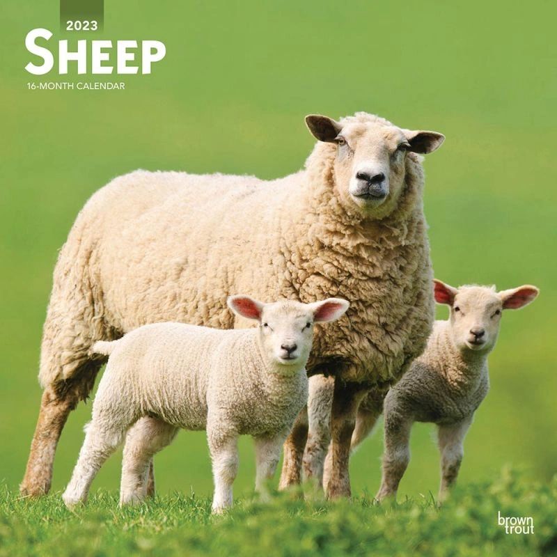Sheep Calendar For 2023